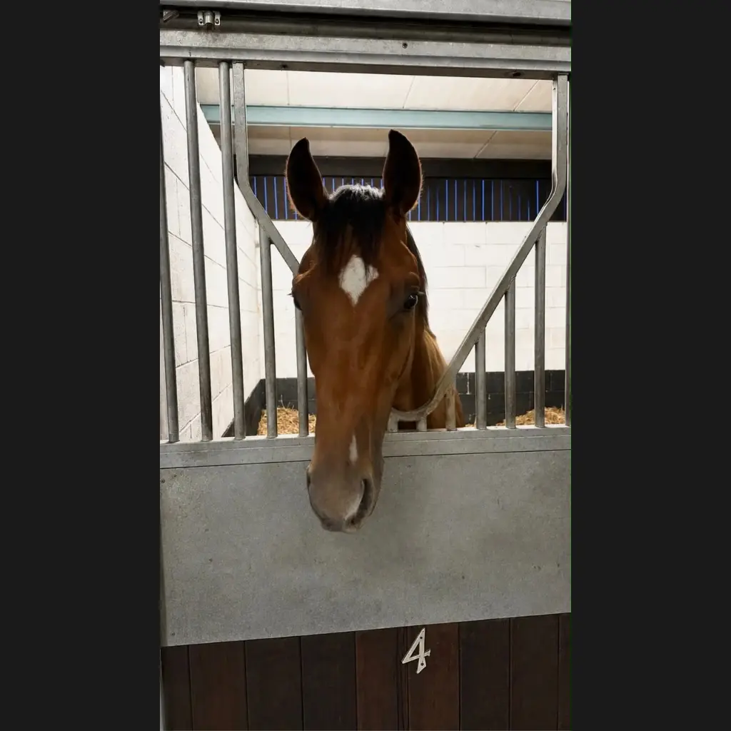 Without Diamond (GB), Kindred Spirits Racing Club horse in training with Joey Ramsden